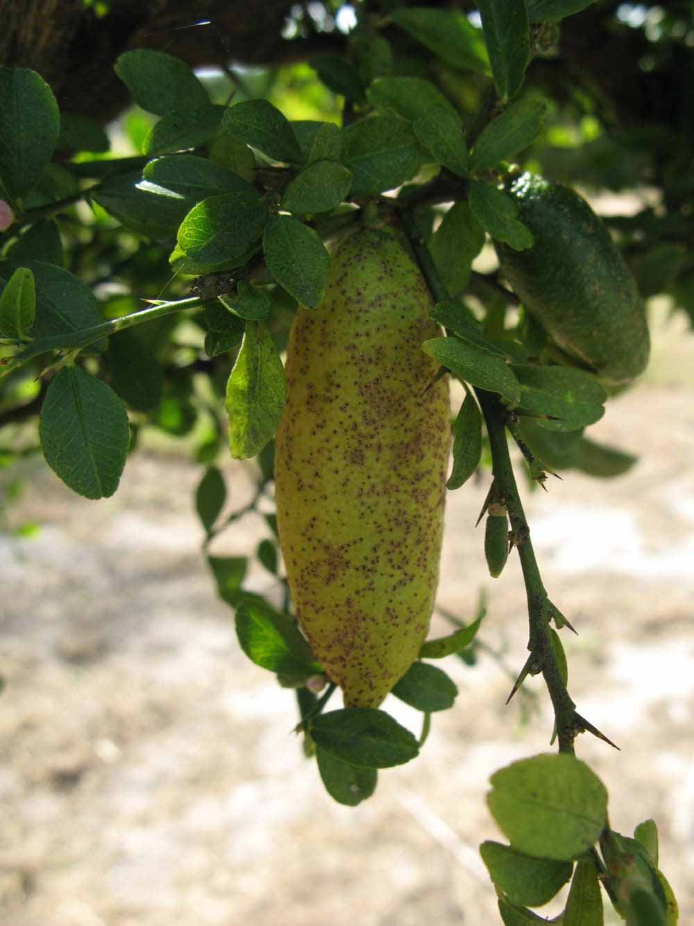              Fruit (Winter Haven, FL)       